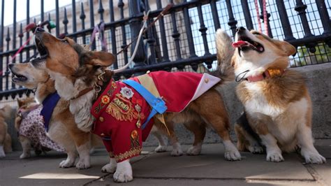 Corgis parade outside Buckingham Palace to remember Queen Elizabeth II a year since her death